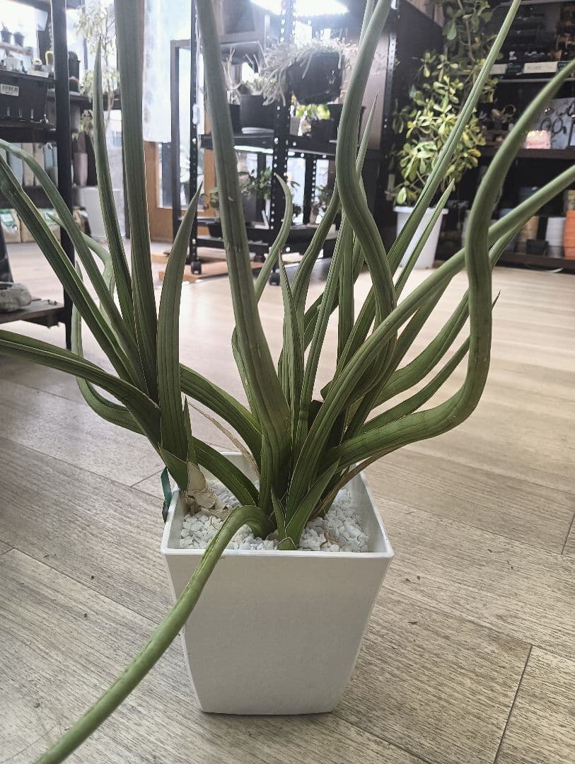 ☆S-32 超希少 特大 標本級ダンシングドラゴン ベアルート