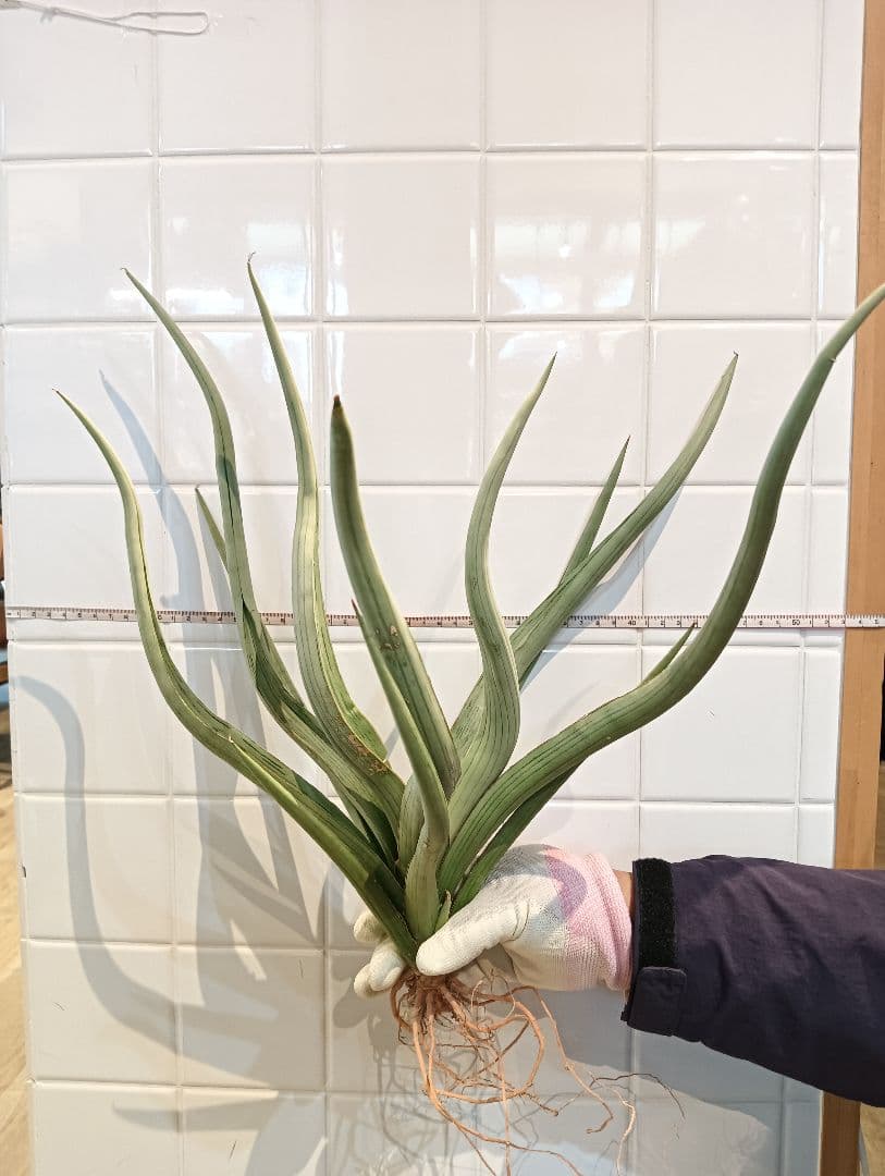 ☆S-32 超希少 特大 標本級ダンシングドラゴン ベアルート