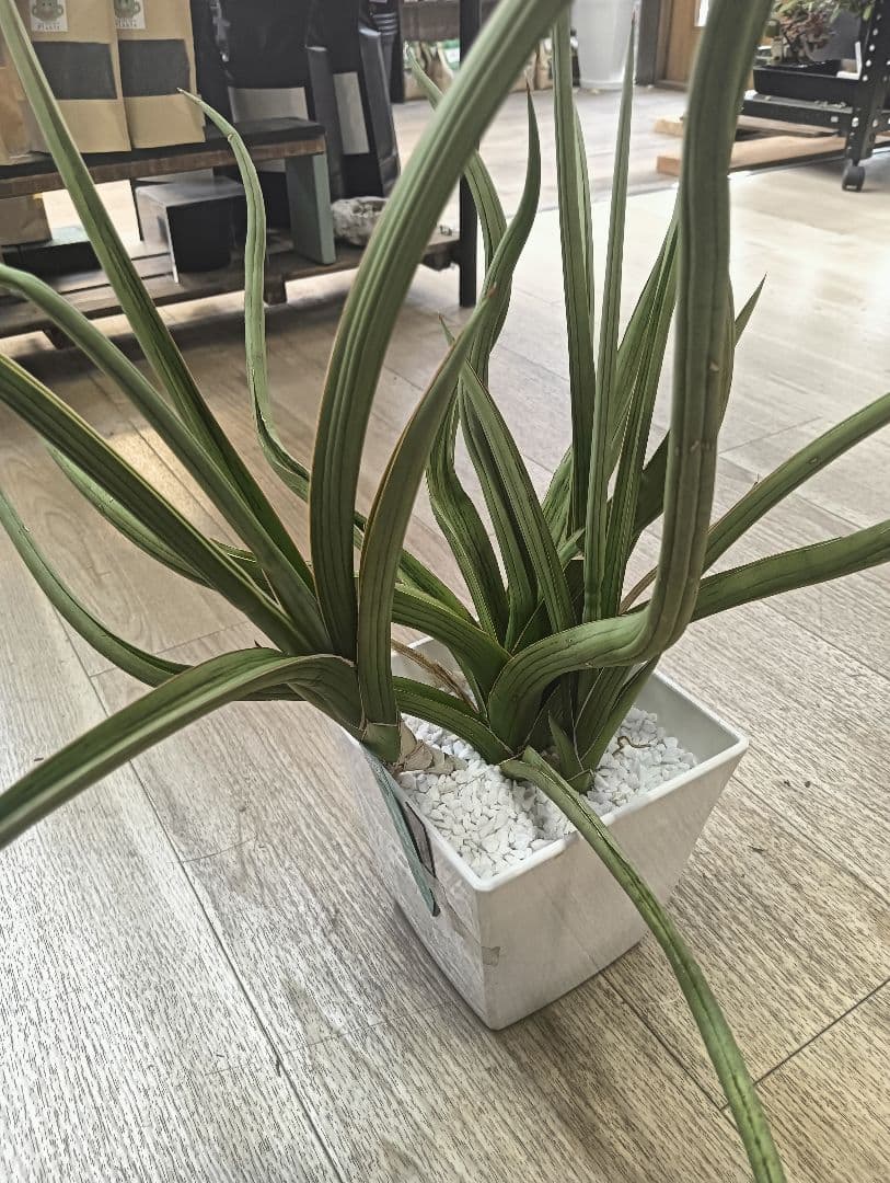 ☆S-32 超希少 特大 標本級ダンシングドラゴン ベアルート