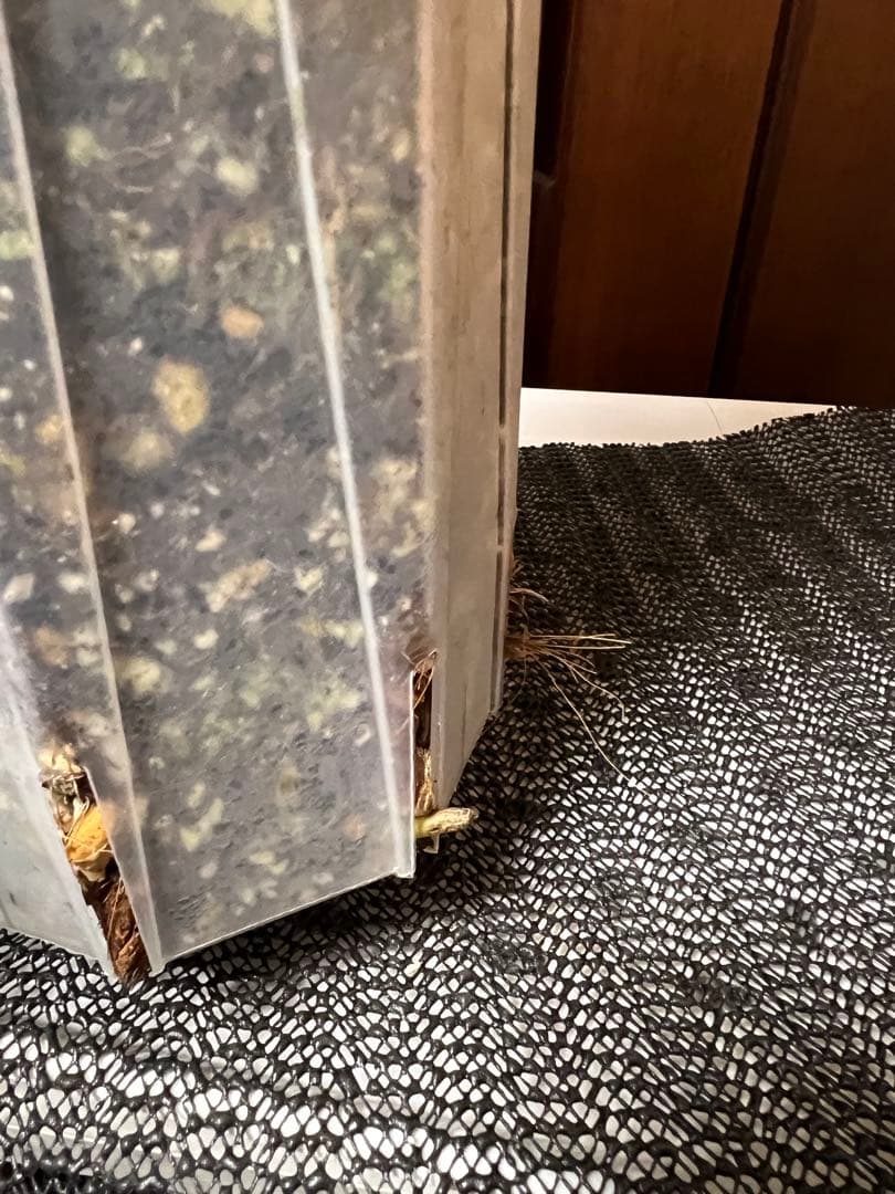 斑入りモンステラデリショーサダイアモンドレガシー