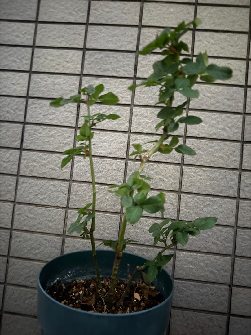 バラ苗