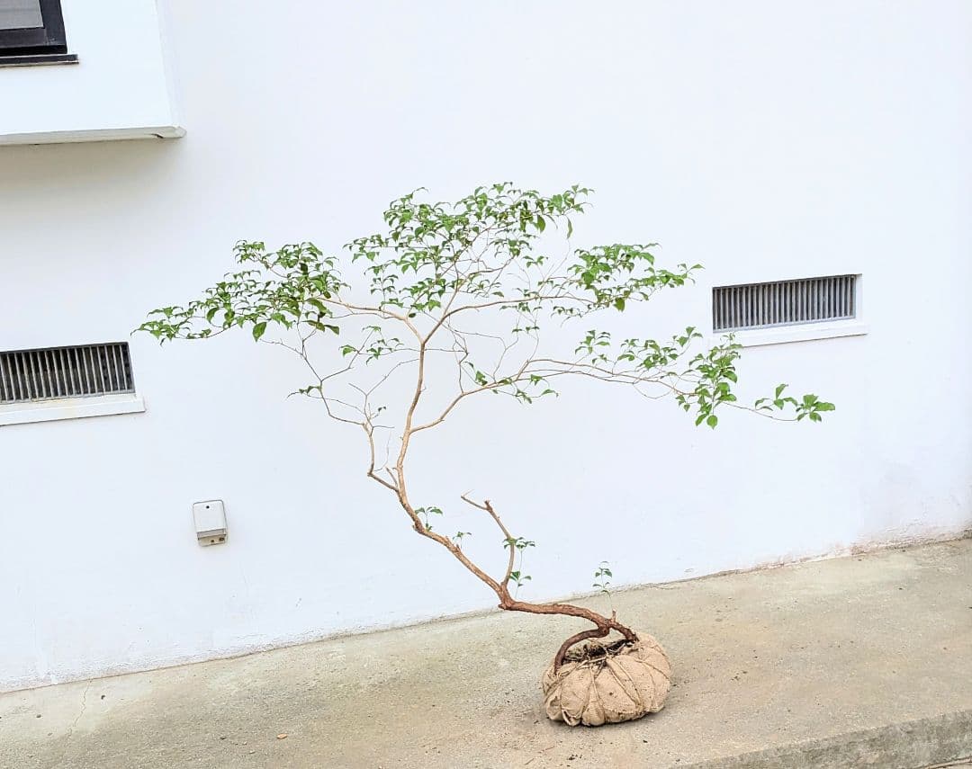 孤高。山採りアセビ。