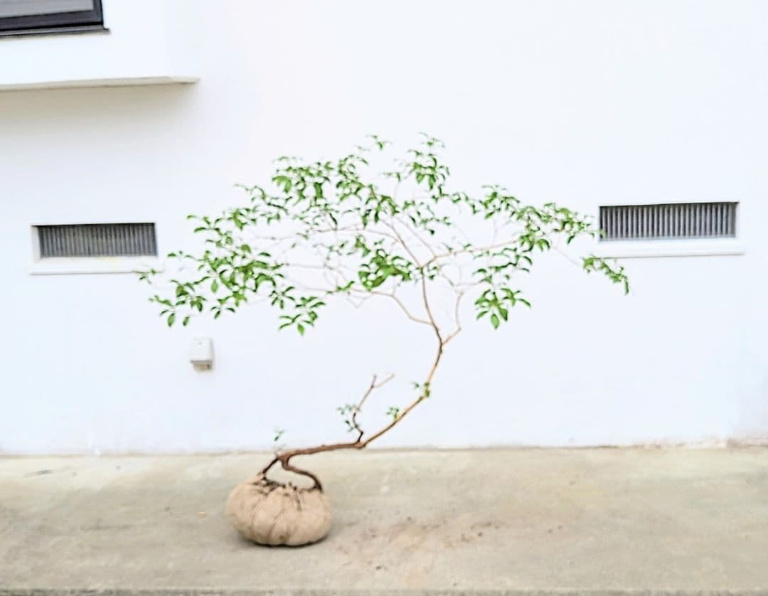 孤高。山採りアセビ。