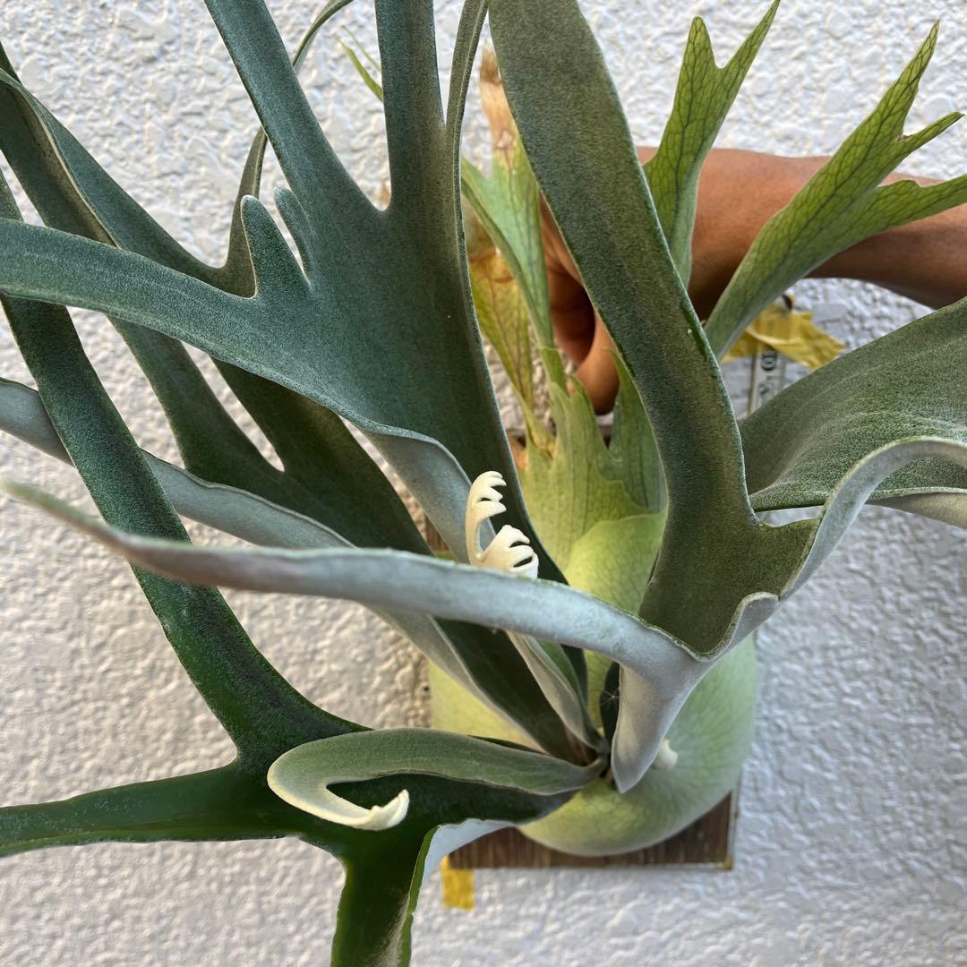 ビカクシダ ビーチーシルバー