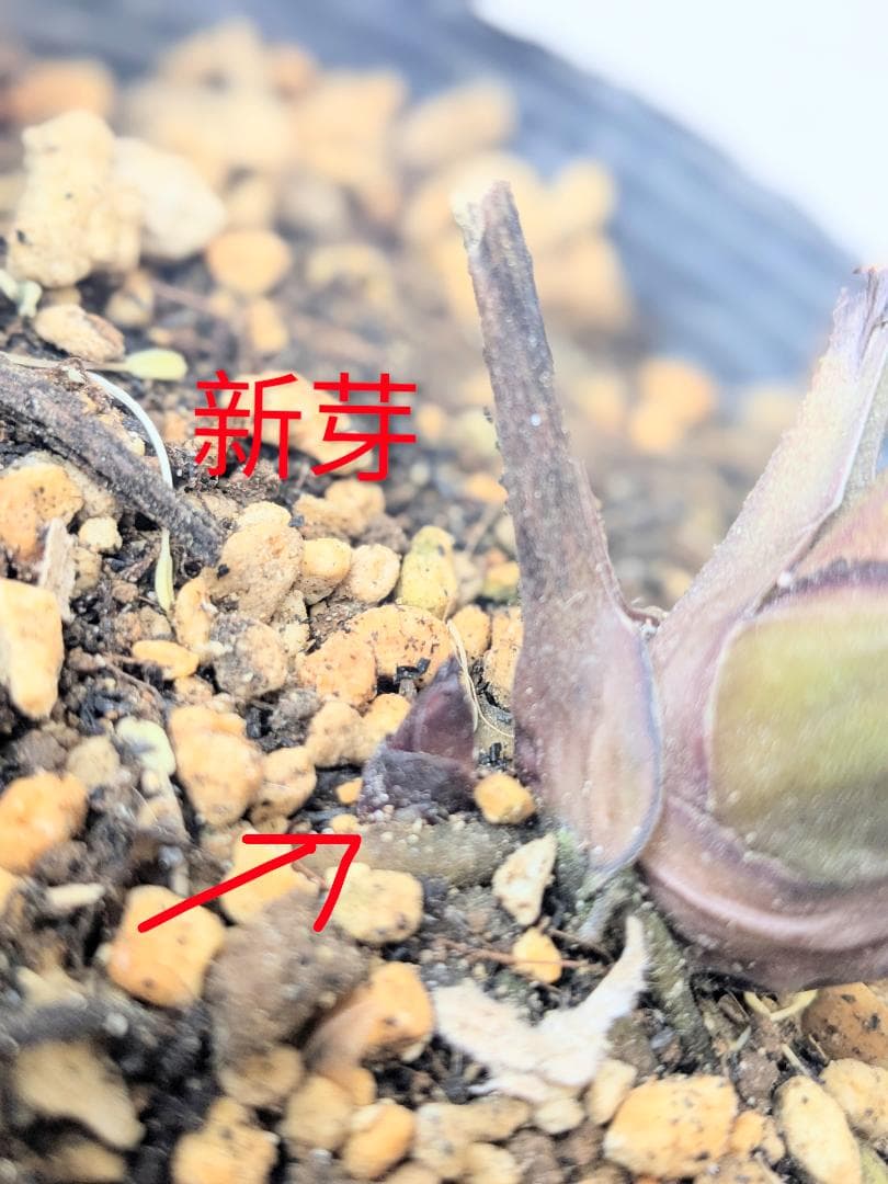 DD絞り ダークレッド系　（ブラック×グロスレッド・モーリーhyb）加藤農園