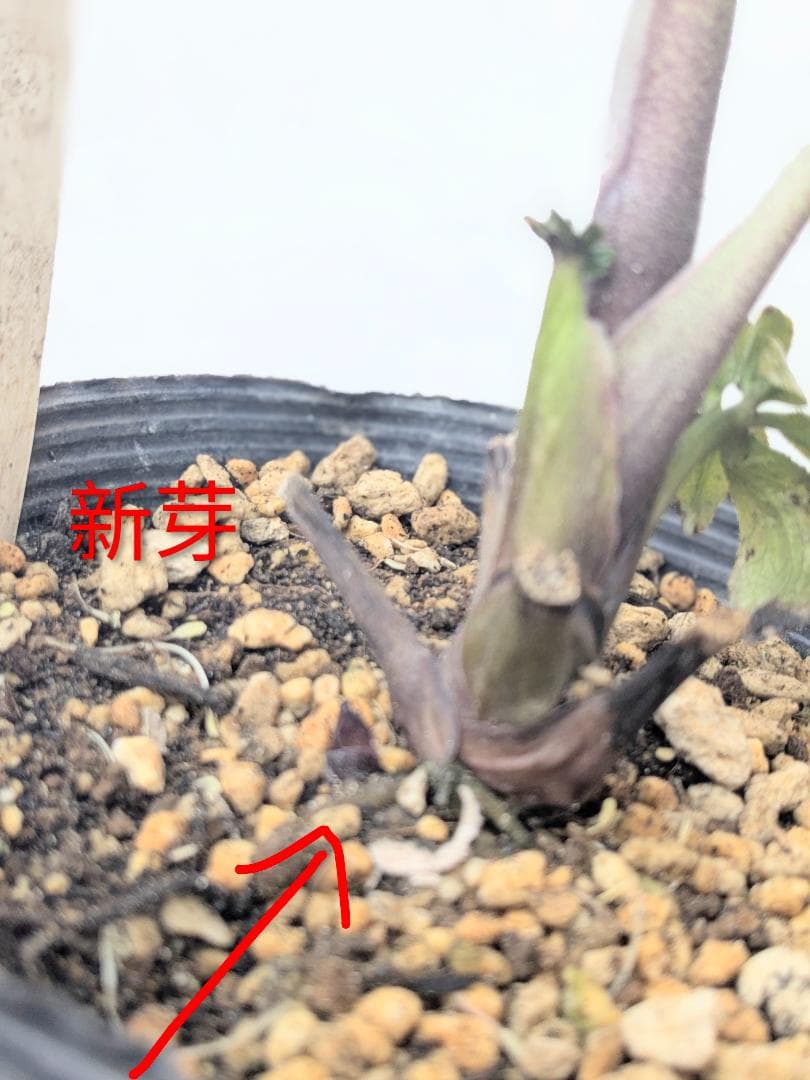 DD絞り ダークレッド系　（ブラック×グロスレッド・モーリーhyb）加藤農園