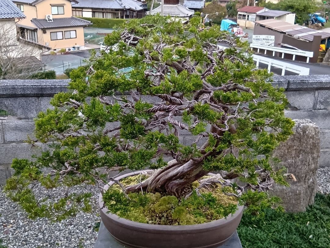 ‼️引き取り限定‼️ 糸魚川真柏 ‼️師走の大放出半価以下‼️今が超お買い得