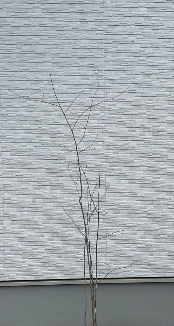 山採り天然　アオダモ　5本株立ち　82