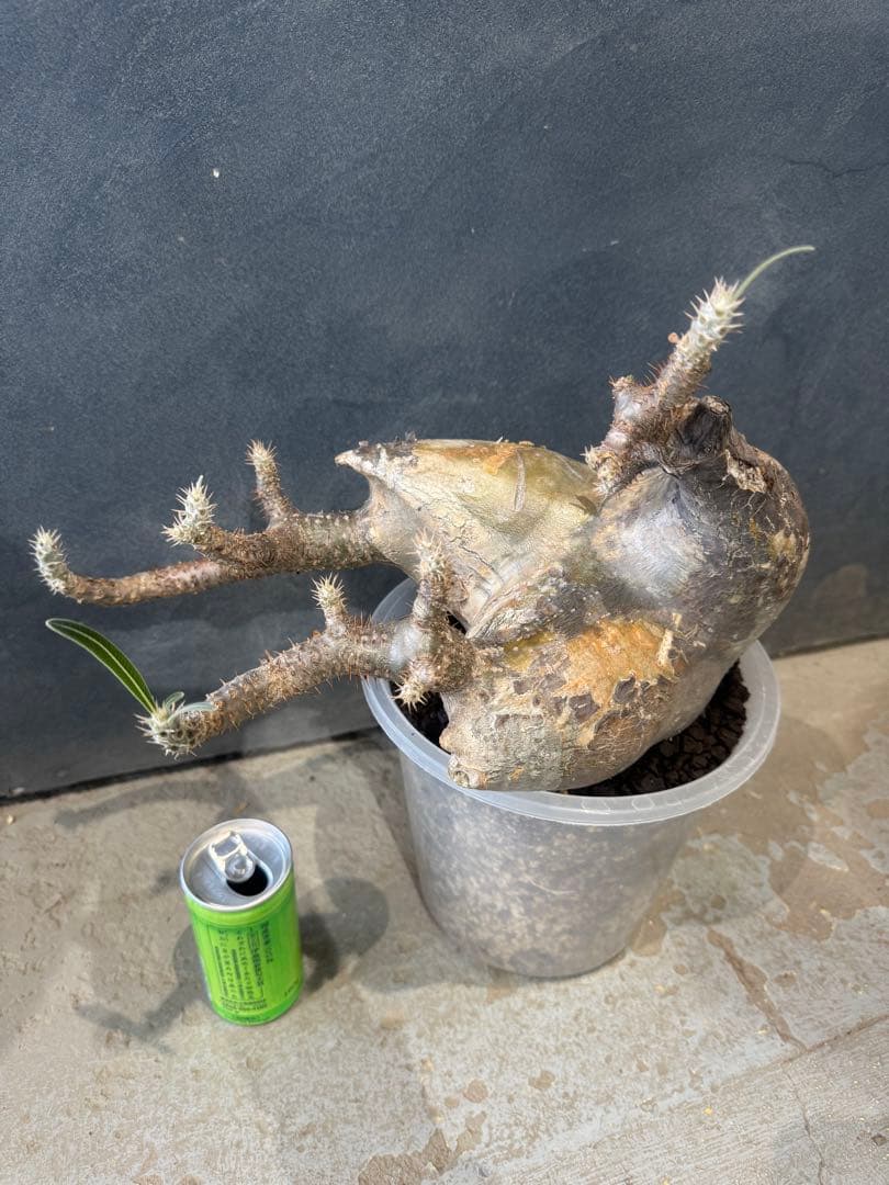 パキポデュウム　グラキリス　現地球　発根済　コーデックス