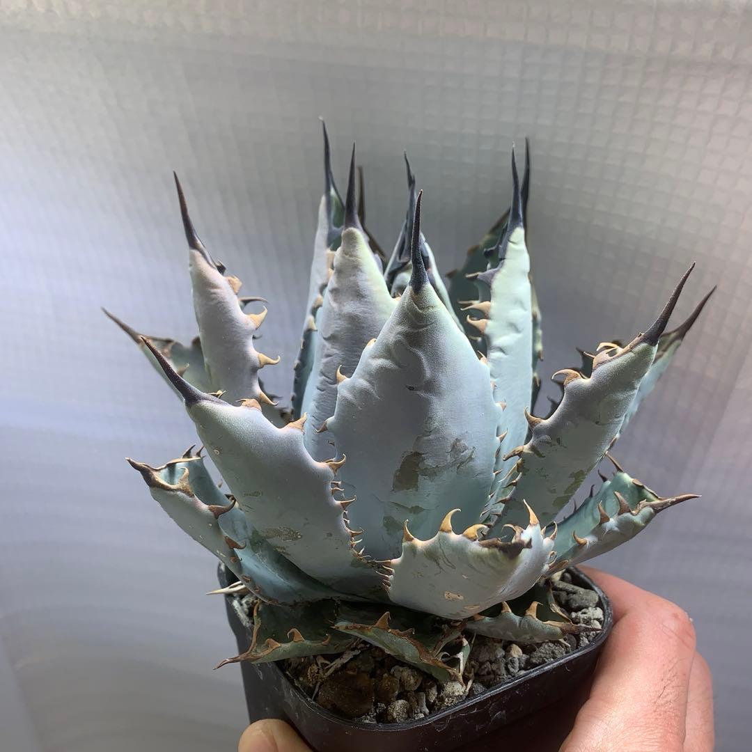 アガベ　ハイブリッド　ネバデンシス×BB チタノタ　オテロイ　ロックガーデン