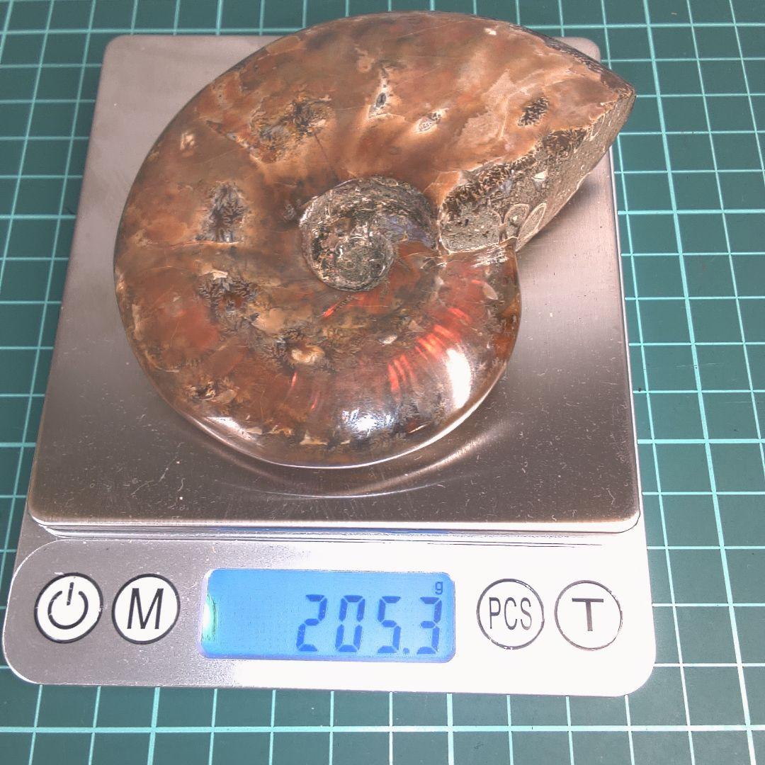 小物１ アンモナイト化石 光沢あり