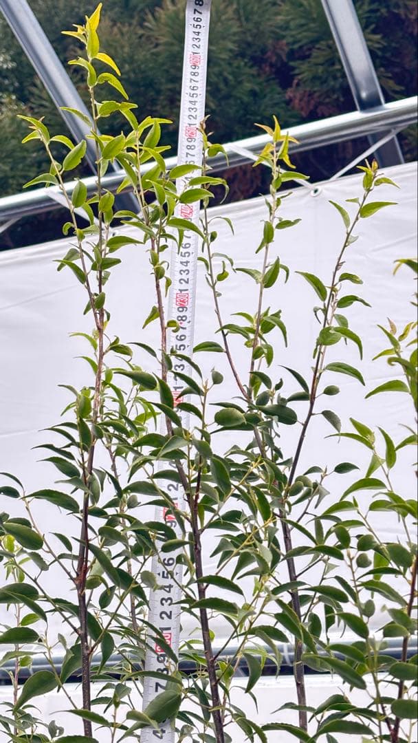 超特大サイズ 細く美しく繊細な樹形 ハイノキ 株立 716 樹高2.5m位