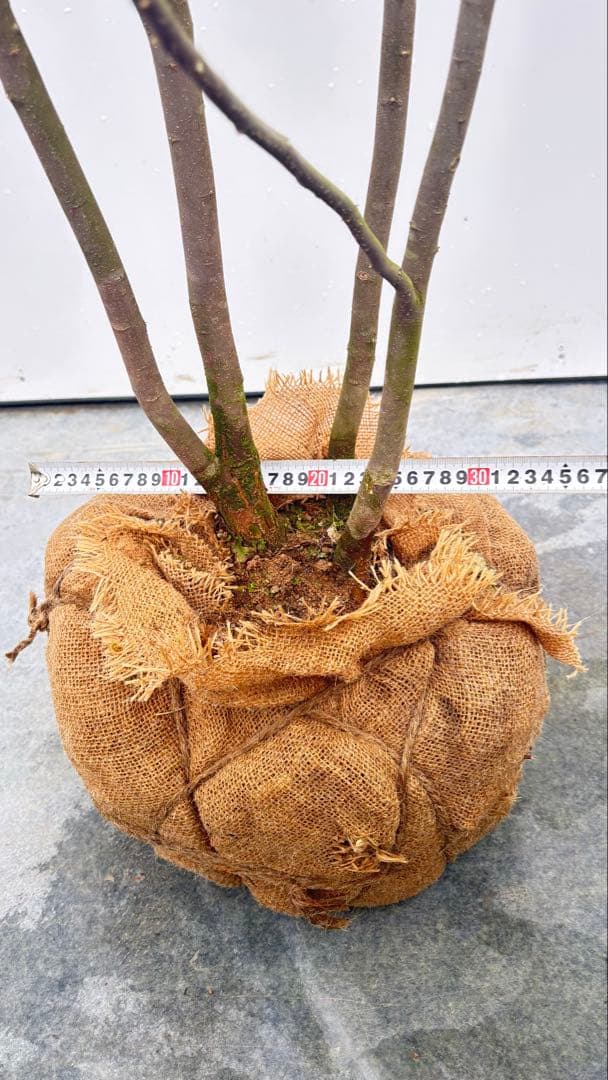 超特大サイズ 細く美しく繊細な樹形 ハイノキ 株立 716 樹高2.5m位