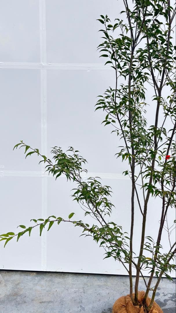 超特大サイズ 細く美しく繊細な樹形 ハイノキ 株立 716 樹高2.5m位