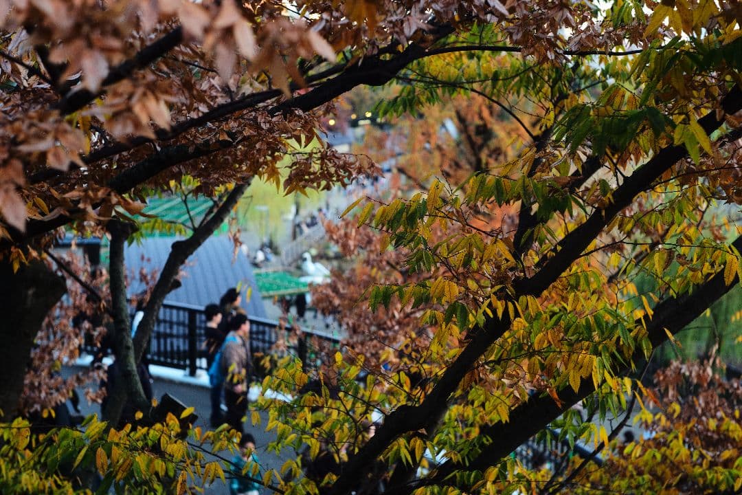 ライカ Summarit L50 F1.5 単焦点レンズ