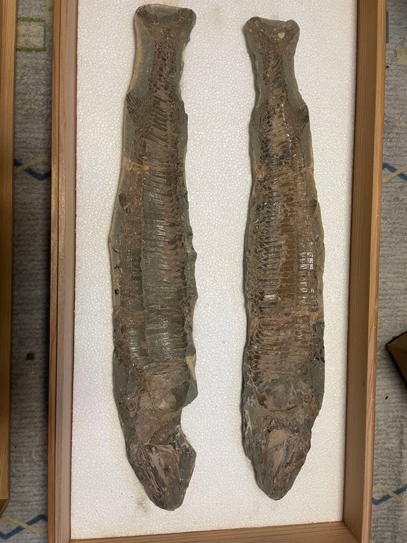 魚の化石です