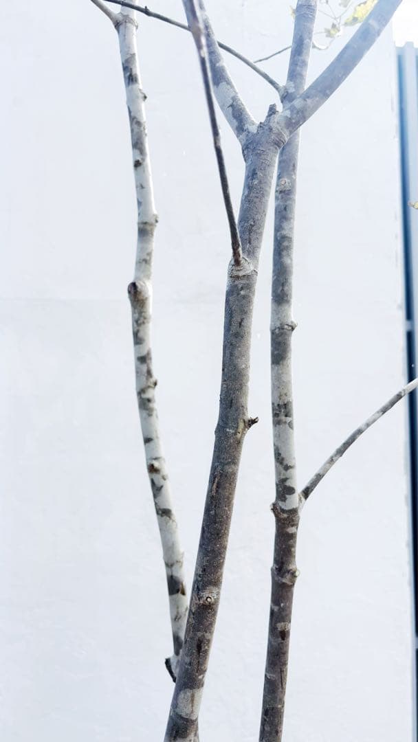 美斑紋。山採りアオダモ3.1M(鉢底から)品番A