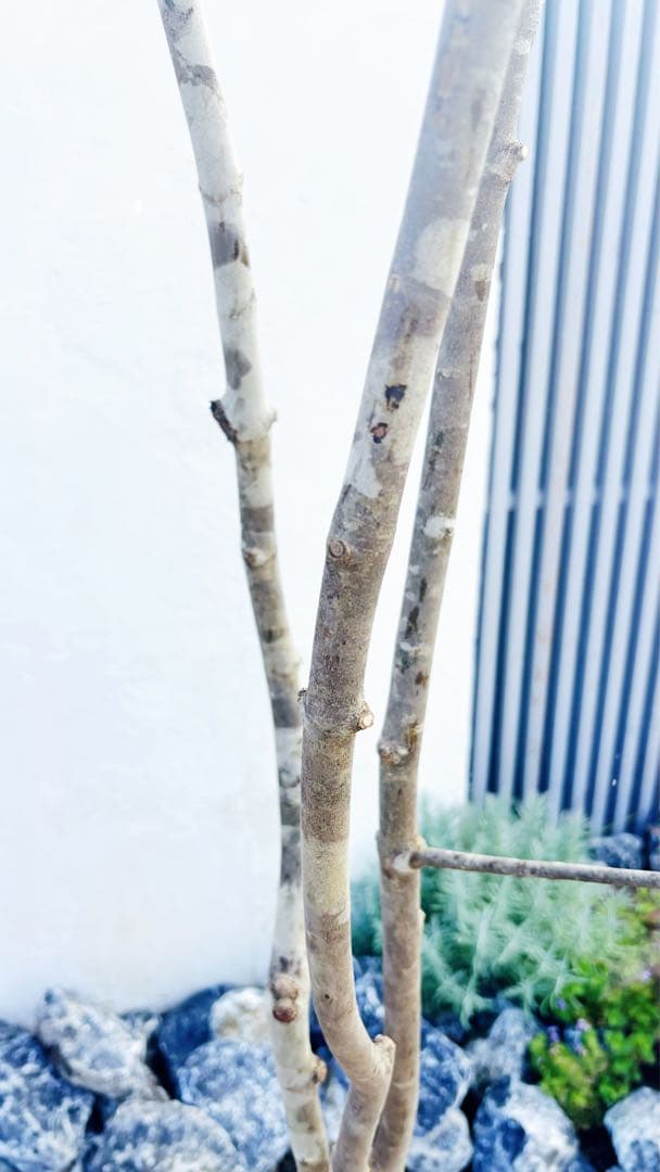 美斑紋。山採りアオダモ3.1M(鉢底から)品番A