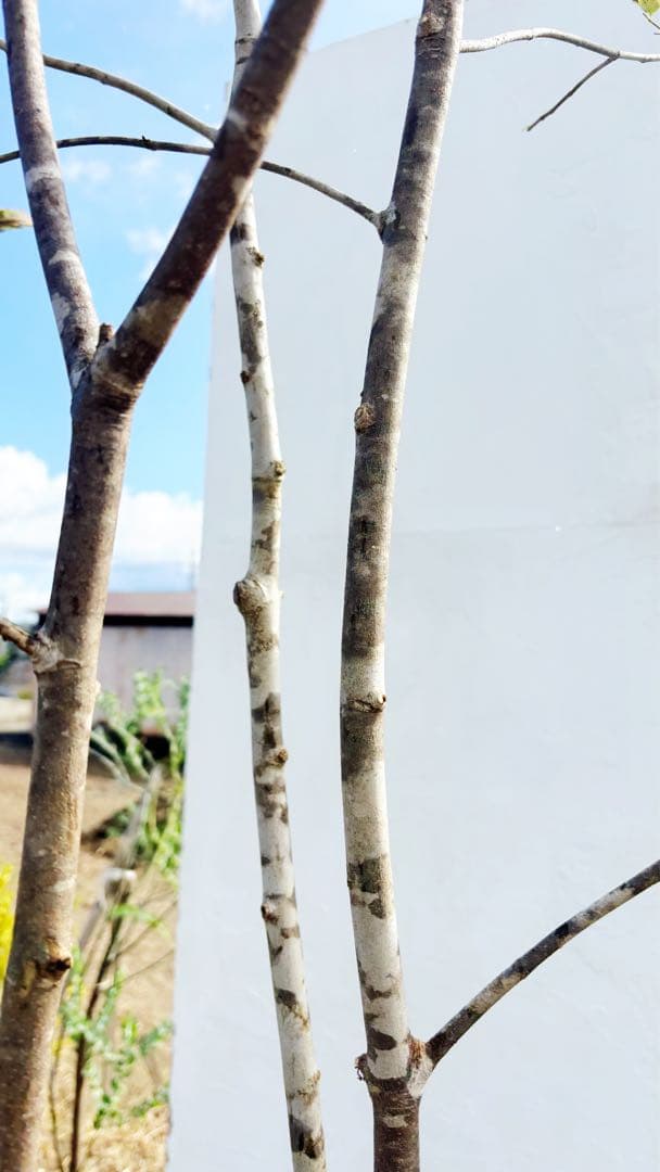 美斑紋。山採りアオダモ3.1M(鉢底から)品番A