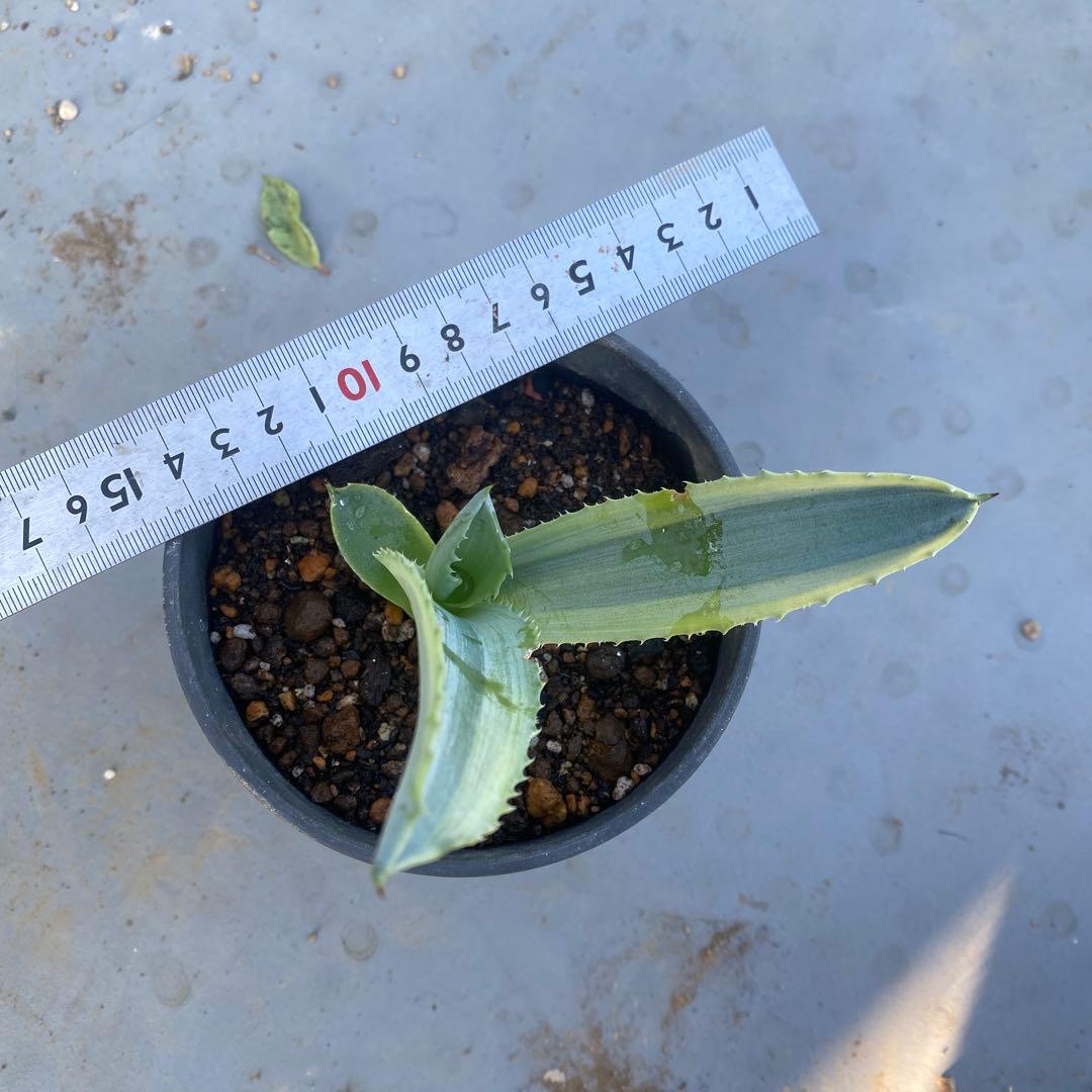 アガベ サルミアナ　‘リップルエフェクト’ 発根済み