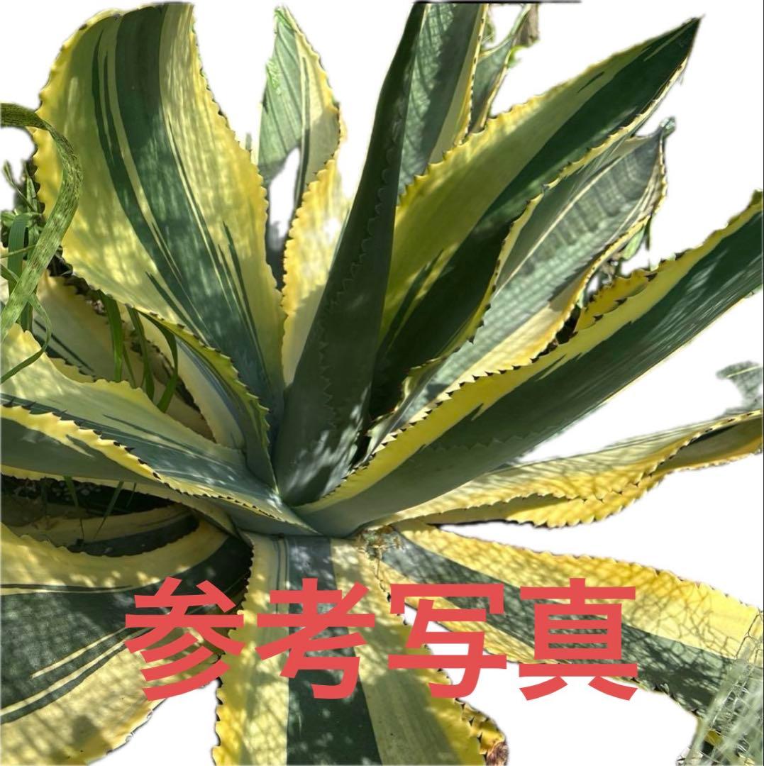 アガベ サルミアナ　‘リップルエフェクト’ 発根済み