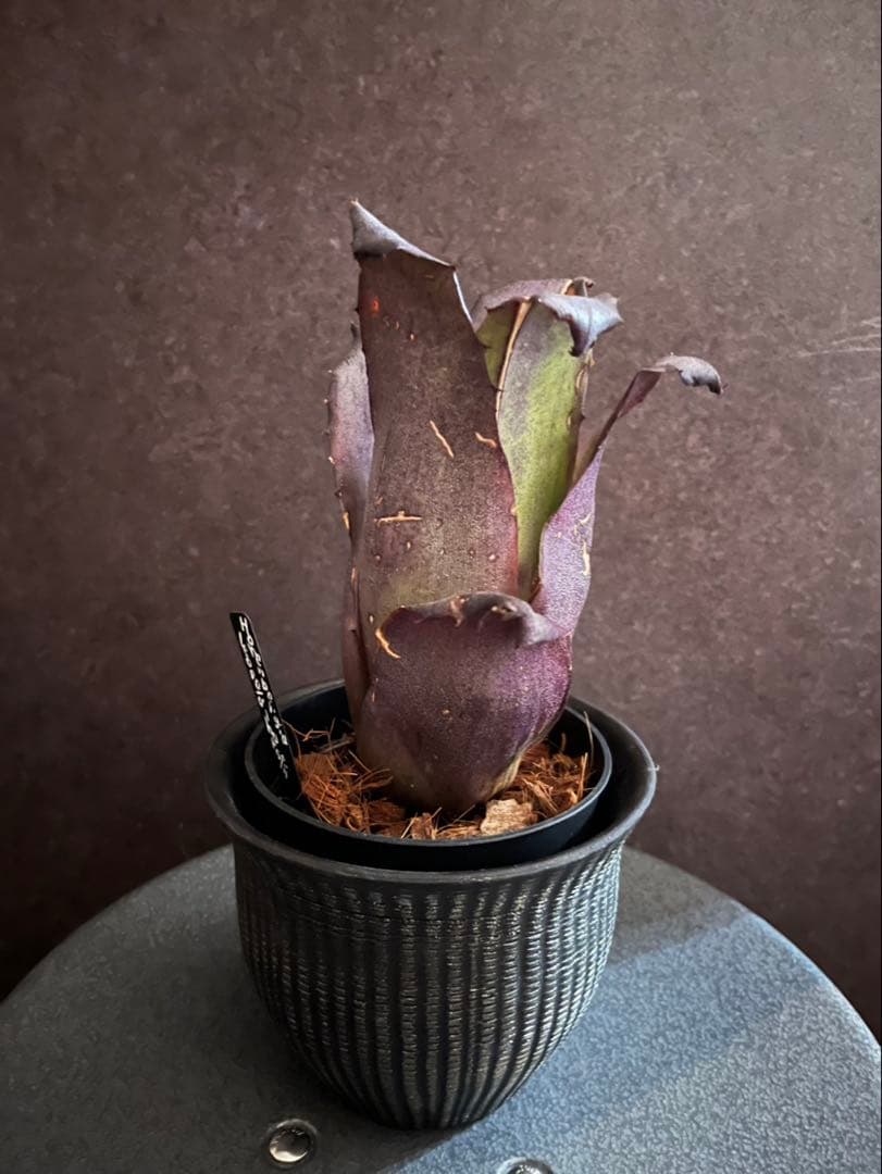 【超ブラック！】Hohenbergia ホヘンベルギアレオポルドホルスティ