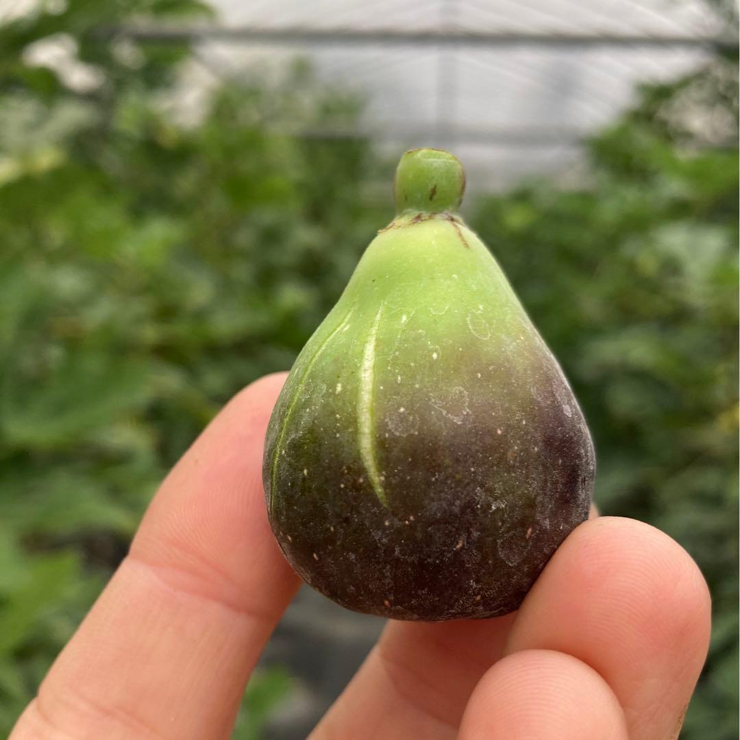 挿木苗 イチジク