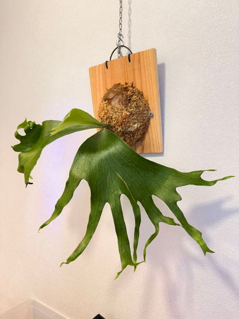 ST　ビカクシダP.Flamenco TC