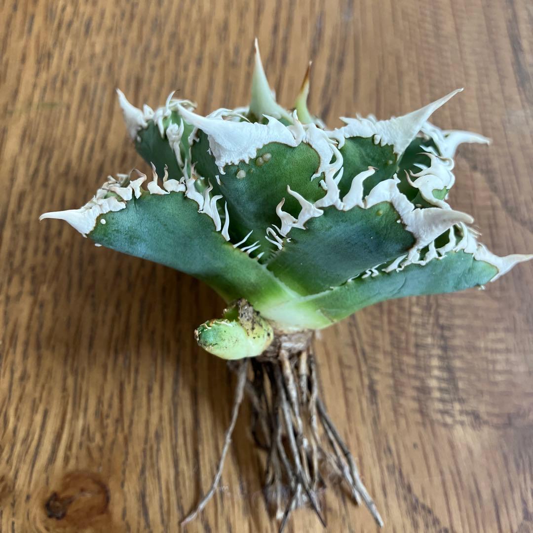 【速達】③特選　サイズ大　子株付き　アガべ　チタノタ　白豪刺　太棘