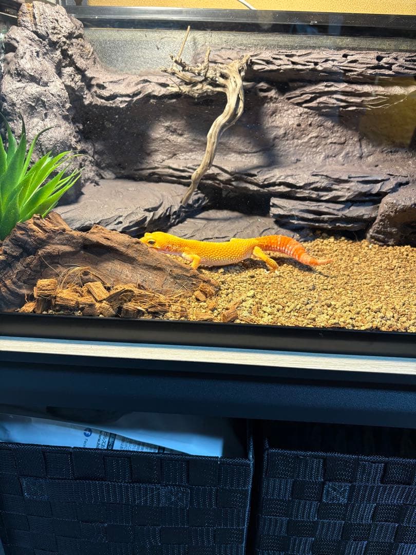 ガラス飼育ケージ レオパードゲッコー用