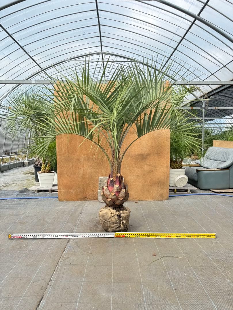 ココスヤシシルバーリーフ【極太】葉先160cm幹回り90cm 幹高40cm