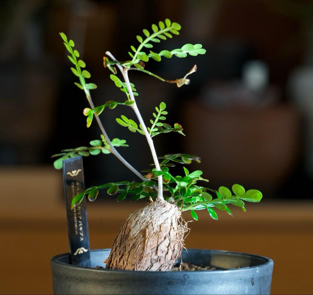 オペルクリカリアパキプス　【根挿し1年目】管理No.C