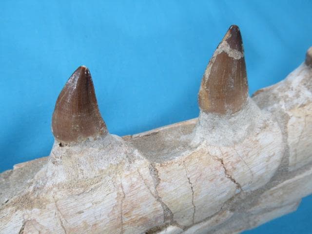 モササウルスの歯と顎骨　本物の化石　モロッコ　No.1291