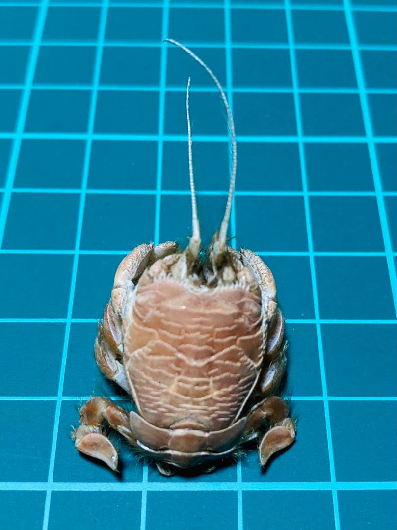 クダヒゲガニ 標本 約5cm カニ　乾燥標本　甲殻類