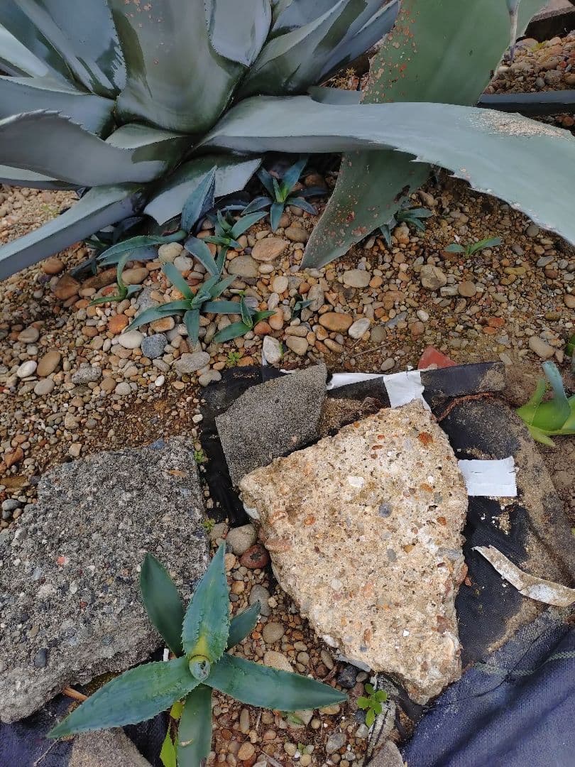 アガベ アメリカーナ