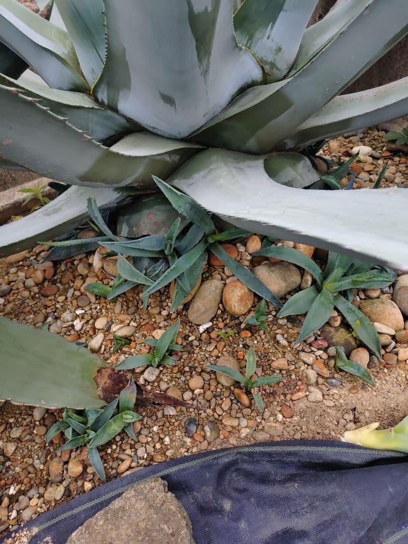 アガベ アメリカーナ