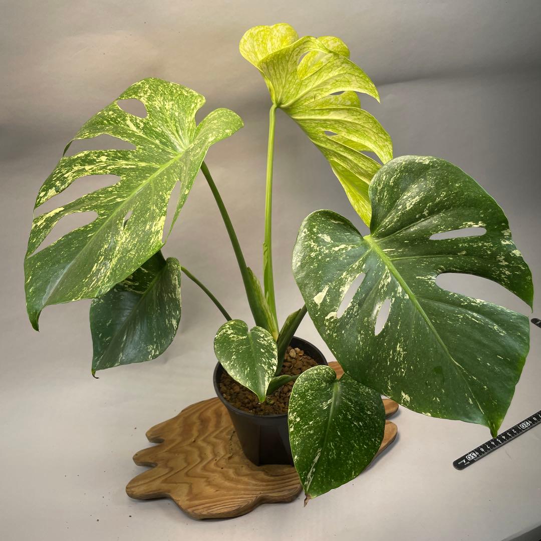 ち*か様 L030 大株　ホワイトモンスター 天津蘭 モンステラ斑入り　デリシオ