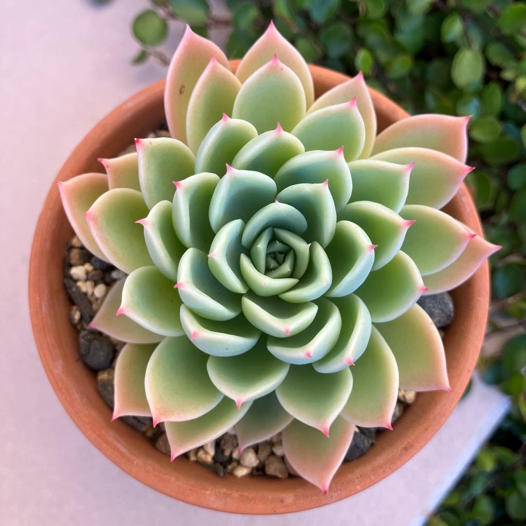 パンジー【カット】多肉植物