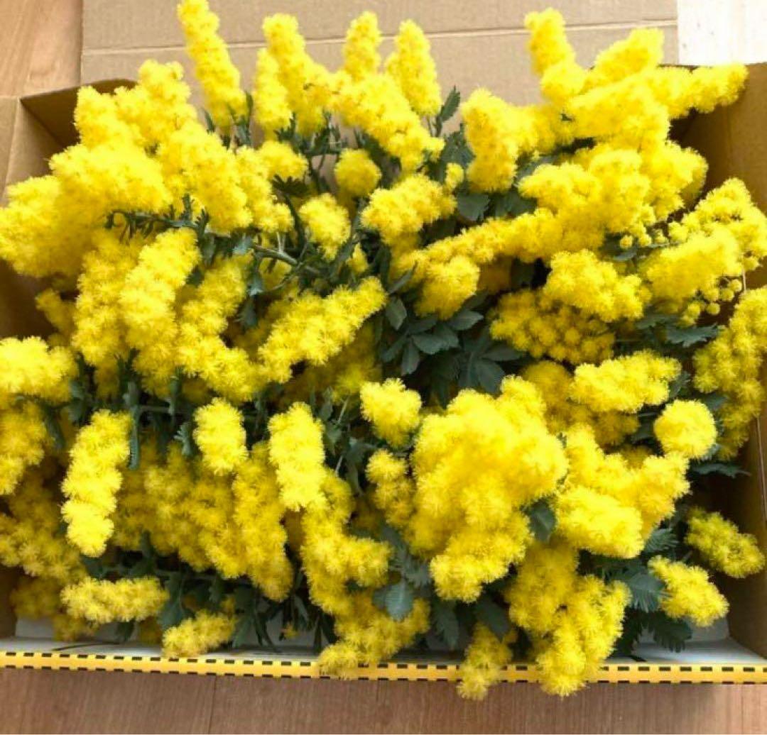 m_flower　ミモザ　フレッシュ　生花　100サイズ　保水有り　カット