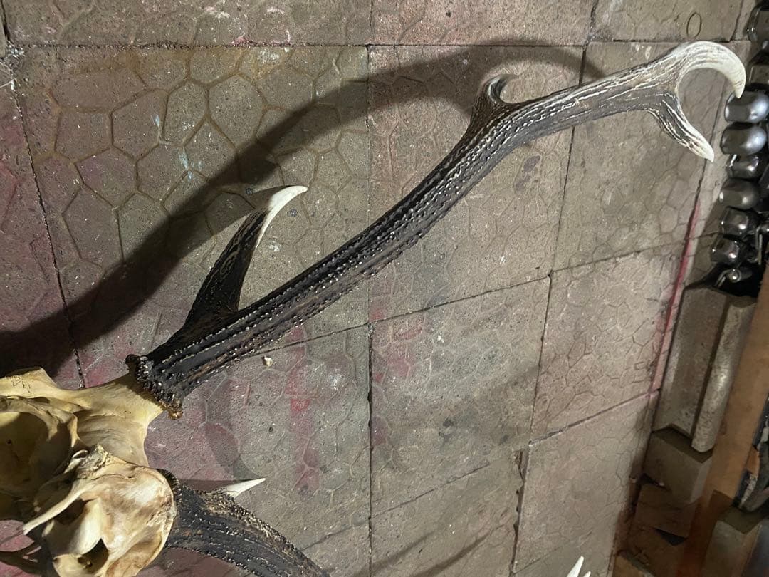 し*け様 蝦夷鹿hunting trophy（deer skull）