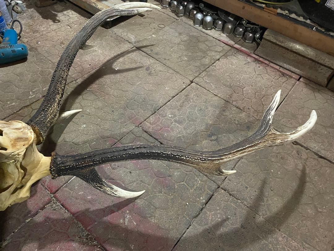 し*け様 蝦夷鹿hunting trophy（deer skull）