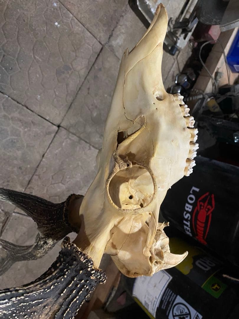 し*け様 蝦夷鹿hunting trophy（deer skull）