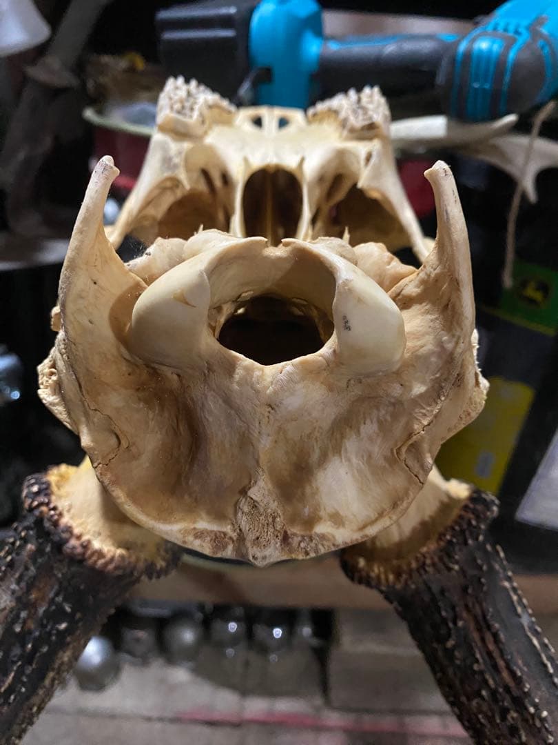 し*け様 蝦夷鹿hunting trophy（deer skull）