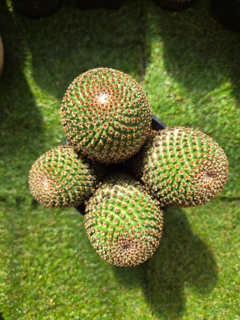 サボテン　マミラリアクルシゲラ 国内　実生 塊根植物