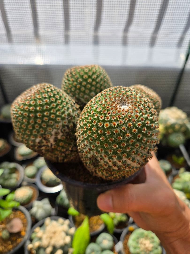 サボテン　マミラリアクルシゲラ 国内　実生 塊根植物