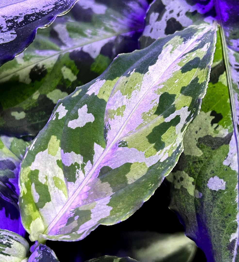 ◆RGL◆ 斑入り 中株 現地便 南スマトラ アグラオネマピクタム マルチカラー