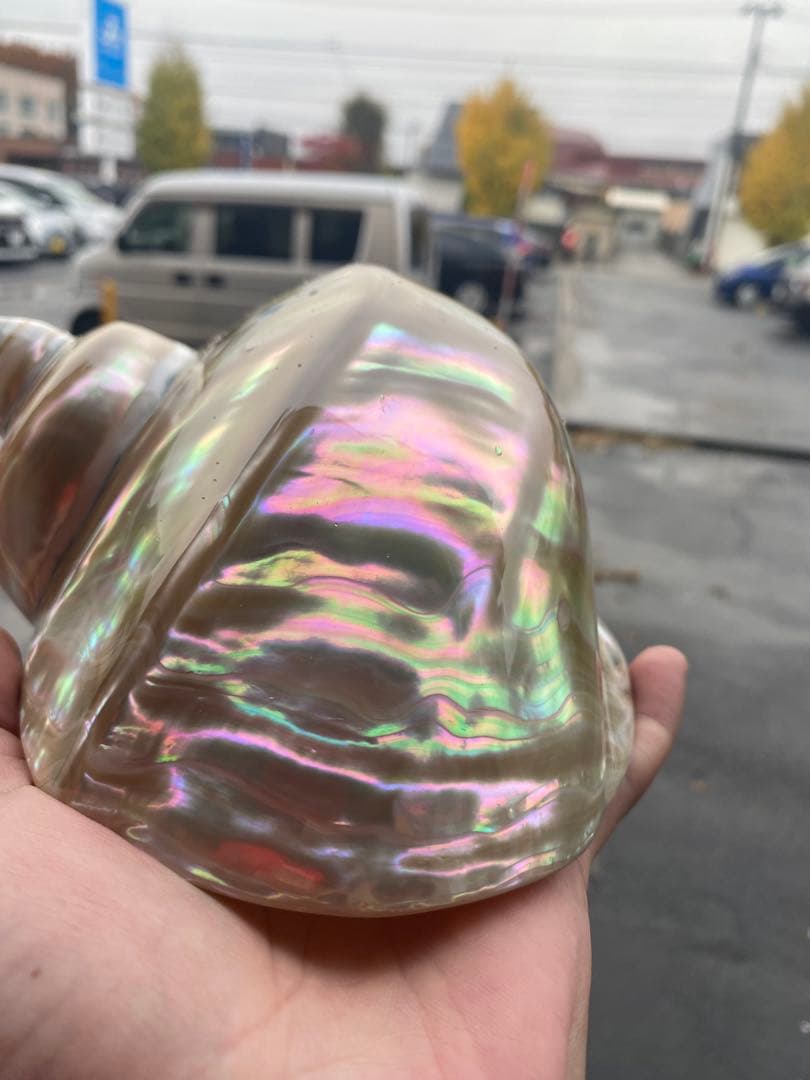 夜光貝　特大夜光貝　16x19cm 美品　置物　ピカピカ　ツルツル　色合いが綺麗