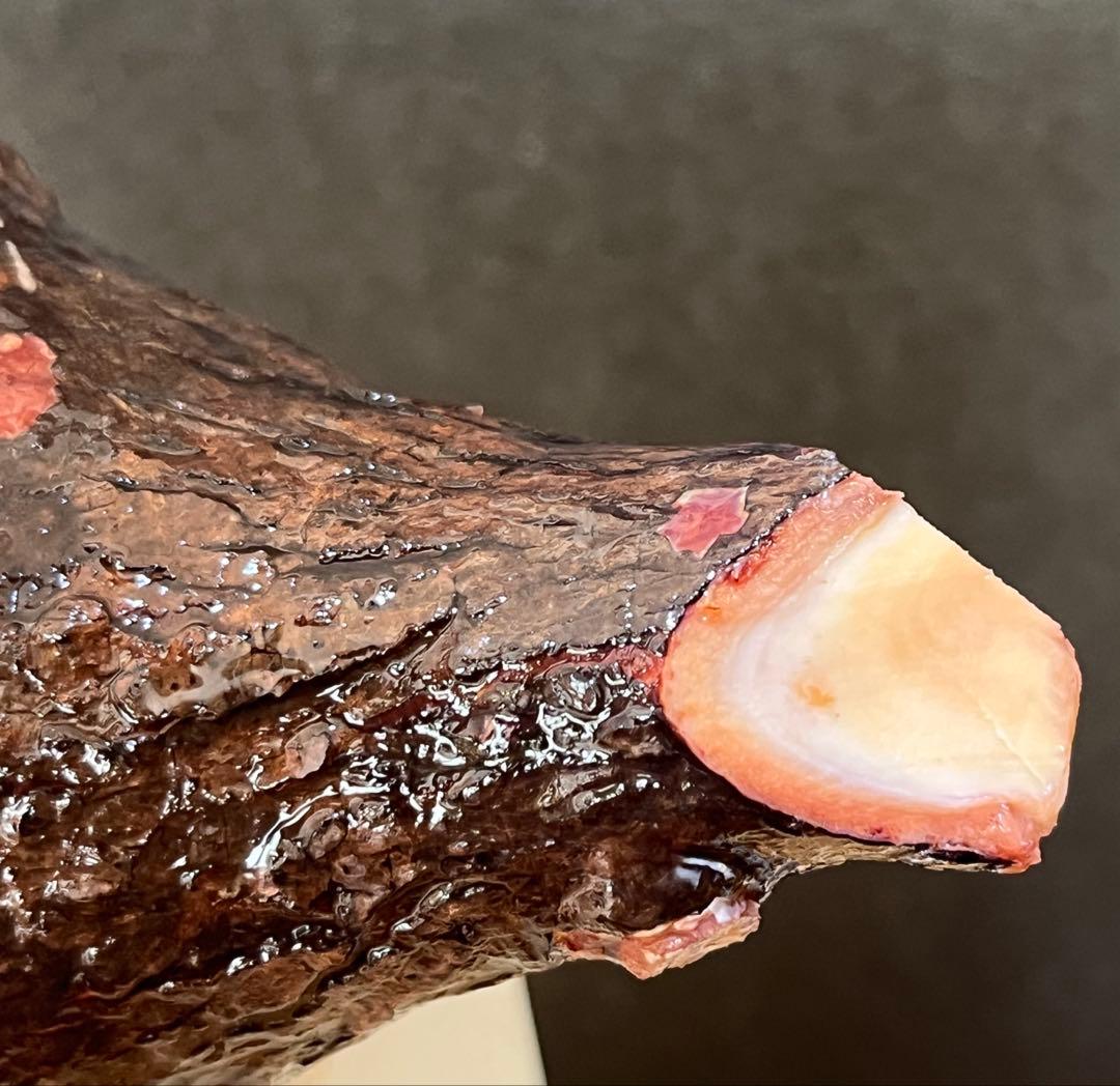 オペルクリカリア・パキプス ぼこぼこ丸株 ベアルート