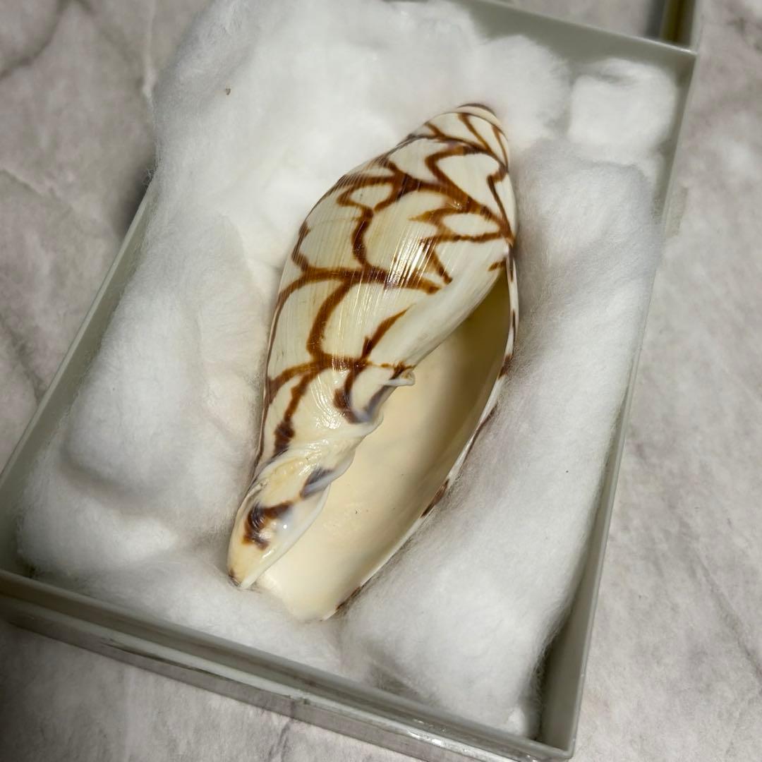 (希少)ブランデーガイ　貝殻　コレクション