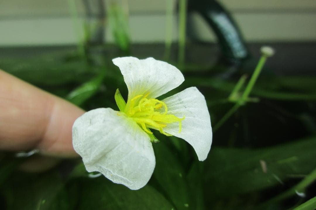 ☆ 美種！ 極珍種！ アマゾン　オテリア　アラグアイア川産　1株 ☆